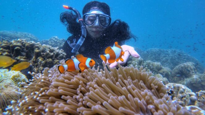 
					Seorang wisatawan bermain dengan ikan nemo di wisata snorkling Pulau Gili sebelum objek wisata itu ditutup.