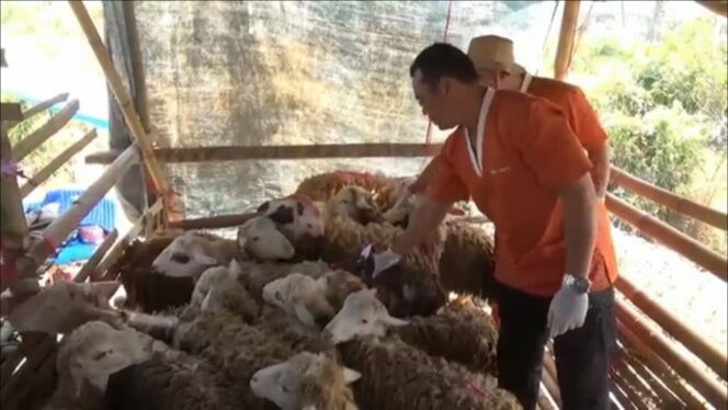 
					Petugas Dinas Peternakan Jember memeriksa kambing qurban menjelang Hari Raya Iedul Adha, Rabu (30/8/2017)