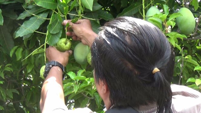 
					Warga mengecek buah mengkudu pada tangkai pohon mangga, sebelum dipetik. 