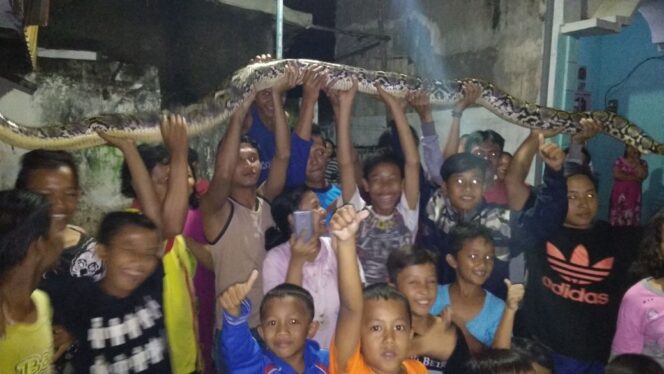 
					Heboh, Warga Kanigaran Tangkap Ular Sanca Sepanjang 5 Meter