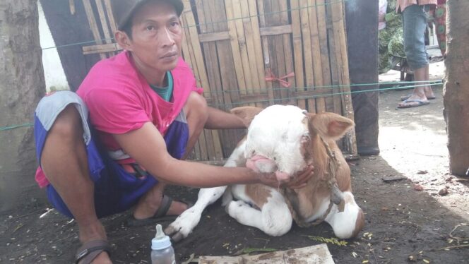 
					Heboh, Sapi Keledai Lahir di Banyuanyar