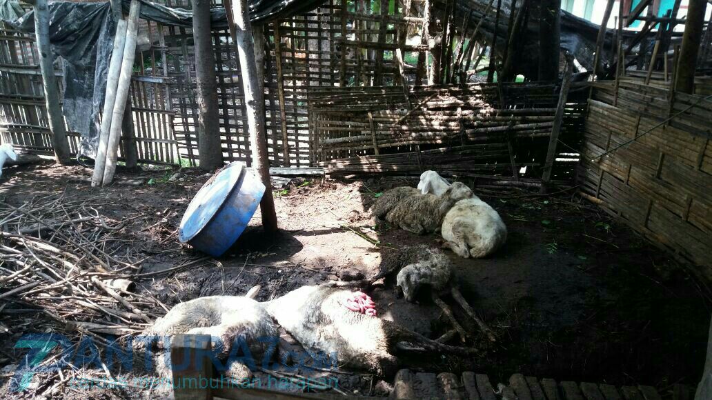 Diterkam Anjing Liar Kambing Warga Mati Mendadak Pantura7 Com