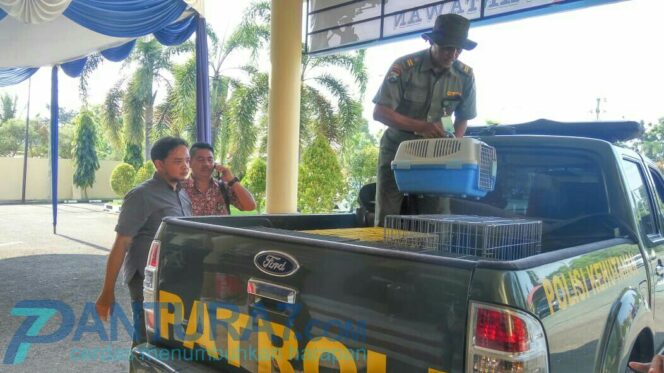 
					BKSDA Ambil Alih Penanganan Satwa Dilindungi Milik Warga Kraksaan, Ini Alasannya