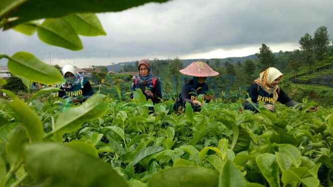 
					Kebun Teh Tiris, Dari Destinasi Wisata Menjadi Roda Perekonomian Masyarakat