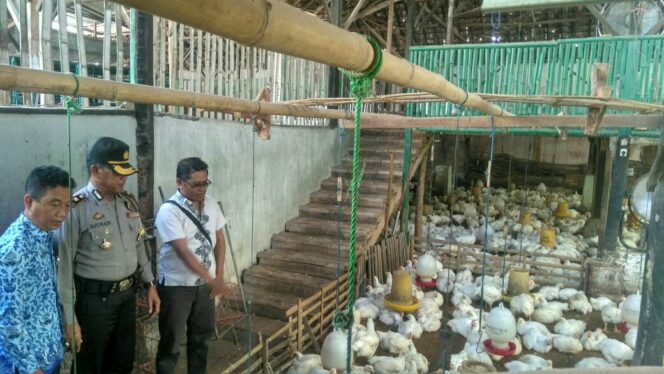 
					Pemkot Probolinggo Jamin Stok dan Harga Ayam Broiler Akan Kembali Normal