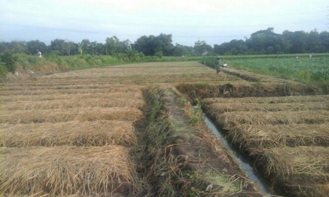
					Petani Probolinggo Mulai Semai Bibit, Sambut Musim Tembakau 2018