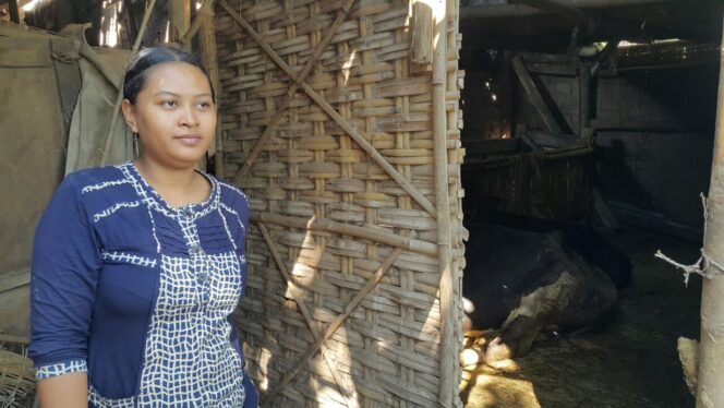 
					Duh, Sapi Warga Kota Probolinggo Kembali Digondol Maling
