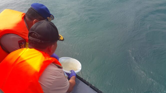 
					Belasan Ribu Benih Lobster Dilepasliarkan di Perairan Gili