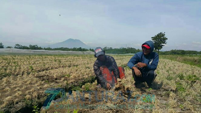 
					Serangan Ulat Bawang Merah Meluas di 5 Kecamatan