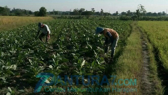 
					Kemarau, Petani Yakin Harga Tembakau Mahal
