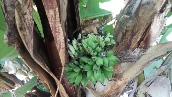 
					Aneh, Pohon Pisang Ini Berbuah di Batang