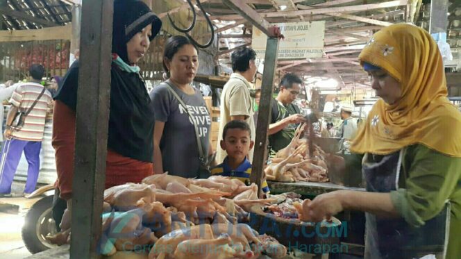 
					Daya Beli Turun, Harga Ayam Potong Ikut Turun