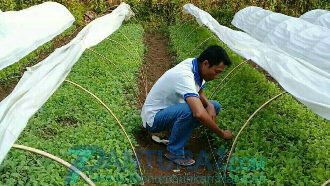 
					Petani Tembakau Probolinggo Butuhkan 20 Ribu Benih