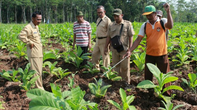 
					Tembakau ‘Ker-ker’, Petani di Krejengan Resah