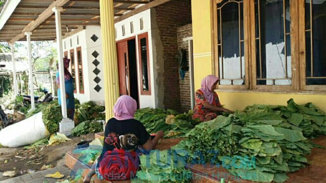 
					Masuki Masa Panen, Petani Tembakau Justru Mengeluh