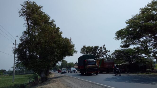 
					Awas!! Puluhan Pohon di Jalan Nasional Rawan Tumbang