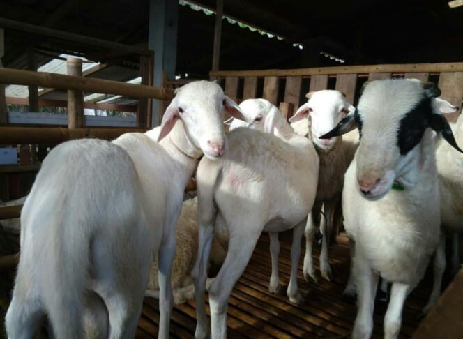 
					Dekati Idul Adha Harga Kambing Naik Dua Kali Lipat