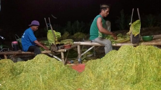 
					APTI Desak Pabrik Rokok Serap Tembakau Petani