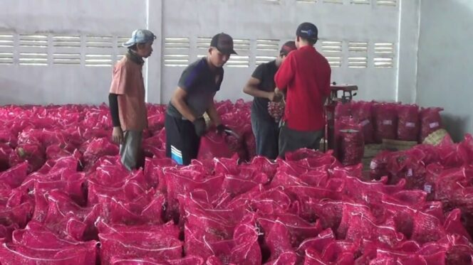 
					Plasi Bawang Merah Tinggi, Petani Menjerit