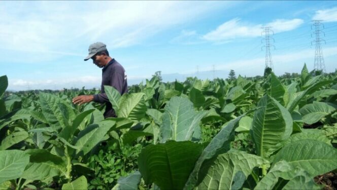 
					Harga Tembakau Mahal, Petani Justru Was-was