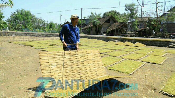 
					Harga Tembakau Tembus Rp 40 Ribu, Petani Girang