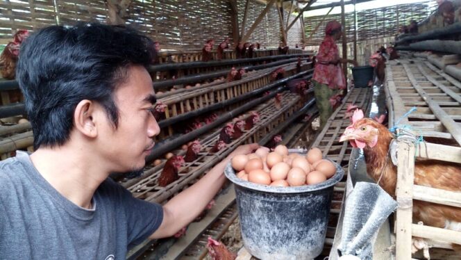 
					Harga Telur Terus Merosot, Peternak Kelimpungan