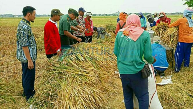 
					Bulog Jamin Stok Beras Probolinggo Aman 6 Bulan ke Depan