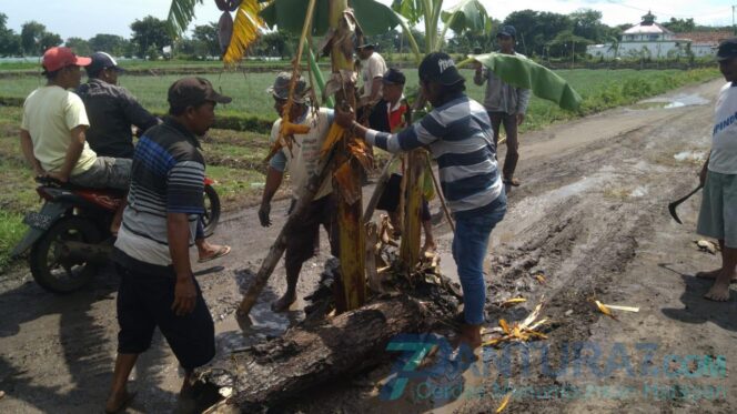 
					Kesal Jalan Rusak, Warga Dringu Tanam Pisang di Jalan