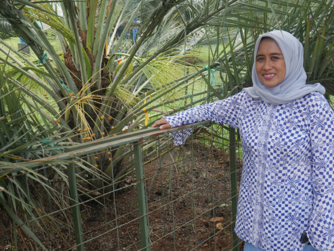 
					Sensasi Ramadan Ala Timur Tengah di Kebun Kurma Pasuruan