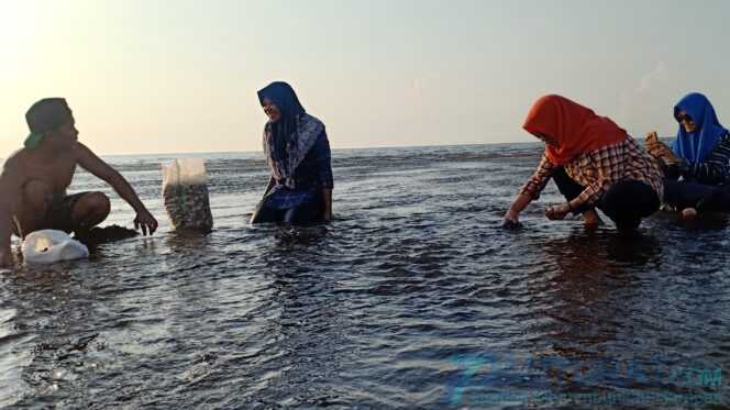 
					Serunya Ngabuburit Berburu Kerang di Pantai Randutatah