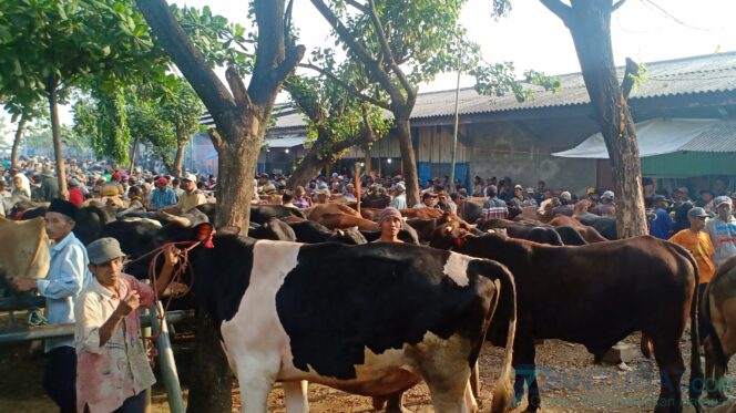 
					Jelang Lebaran, Harga Sapi Lokal Anjlok