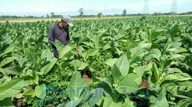 
					Areal Tanam Tembakau Lahap 10 Ribu Hektare Lahan