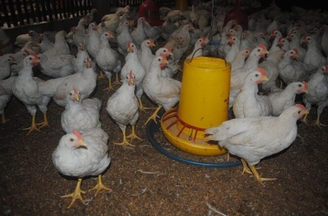 
					Harga Ayam Anjlok di Peternak, Tak Berdampak di Kota Probolinggo