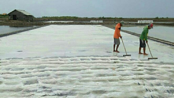 
					Garam Mengkristal Sempurna, Petani Untung