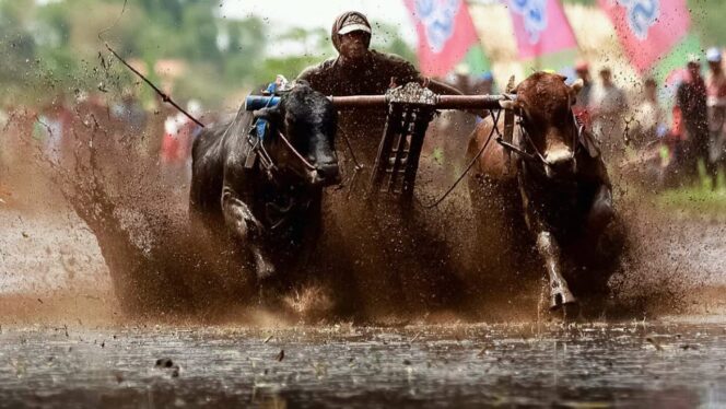 
					Sah! Karapan Sapi Brujul Kini Milik Kota Probolinggo