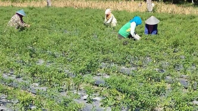 
					Pemkab Galakkan Operasi Pasar Tekan Harga Cabai