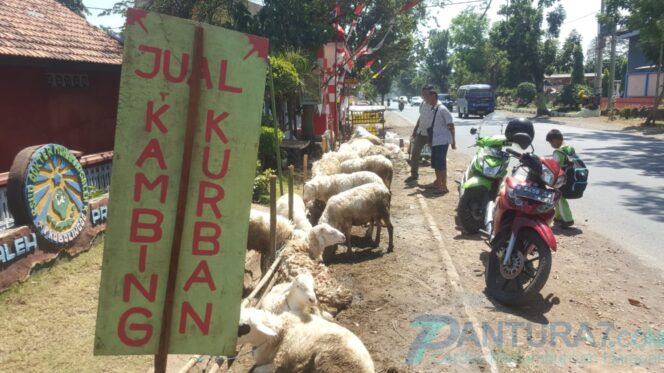 
					Marak, Penjual Kambing Musiman Jelang Idul Adha