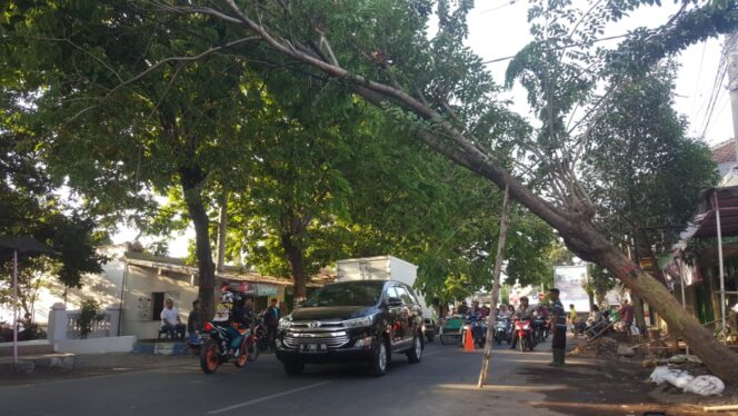 
					Pohon Tumbang di Jalan Tjokroaminoto ‘Nyantol’ Kabel