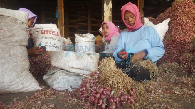 
					Bawang Merah Anjlok, Petani Kelimpungan