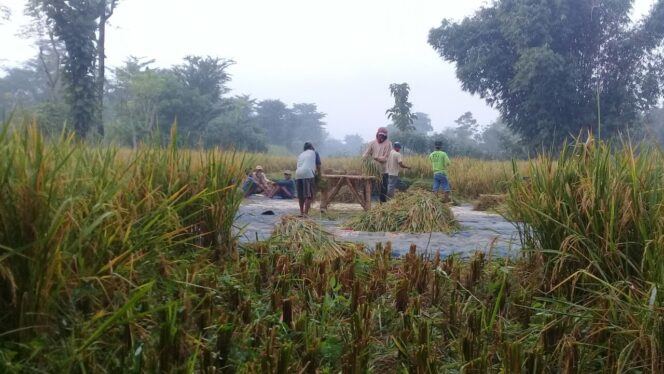 
					Turun, Lahan Pertanian Diasuransikan di Kabupaten Probolinggo