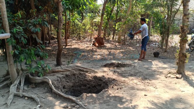 
					Sumur Tanpa Pengaman, Sapi Terperosok