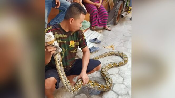 
					Geger, Warga Ketapang Temukan Ular 4 Meter