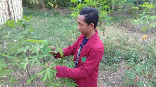 
					Mahasiswa ini Sukses Olah Daun Singkong Untuk Biaya Kuliah