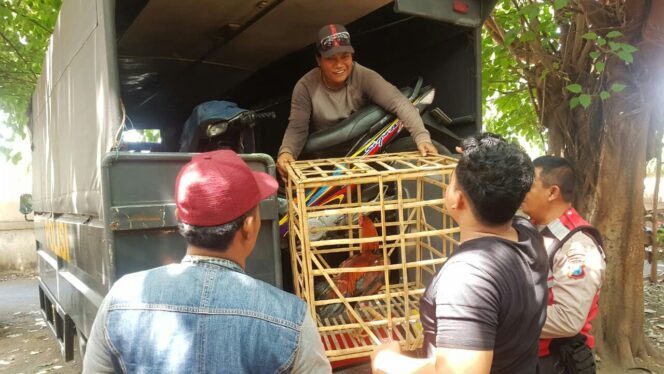 
					Diduga Ada Judi, Pasar Unggas Digrebek Polisi