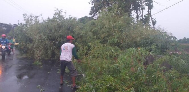 
					Hujan Deras, Rumpun Bambu di Kedopok Tumbang