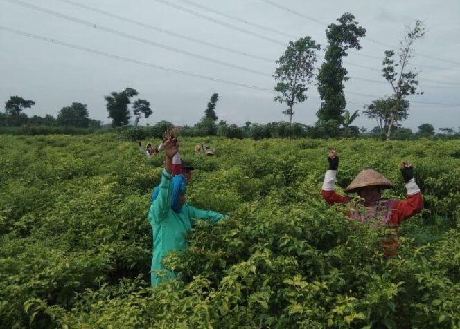 
					Hujan, Produksi Cabai Tak Maksimal
