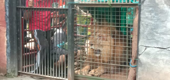 
					Dua Ekor Singa Afrika Jadi Penghuni Baru TWSL