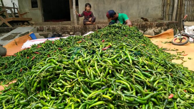 
					Sering Banjir, Harga Cabai Anjlok