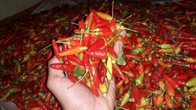 
					Stok Menipis, Harga Cabai Rawit Capai Rp 35 Ribu