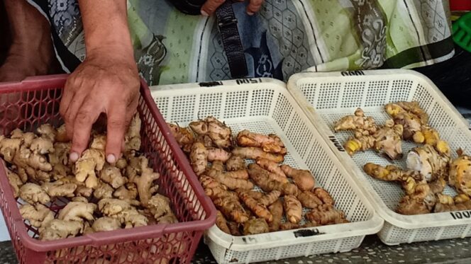 
					Berkah Corona, Petani Empon-empon Untung